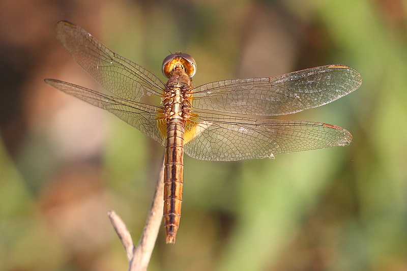 J19_9226 Crocothemis servilia female.JPG